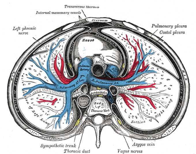 schematic diagram of pericardium