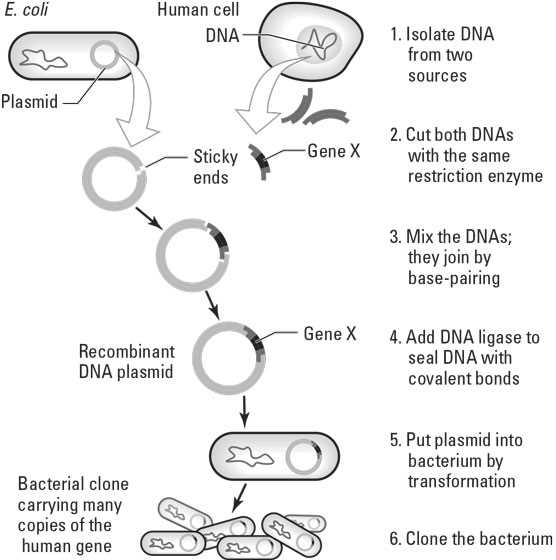 schematic diagram of recombinant dna technology