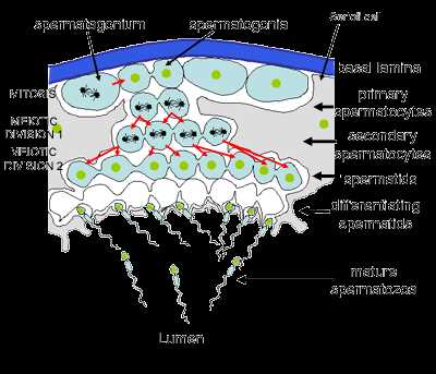 schematic diagram of sperm cell