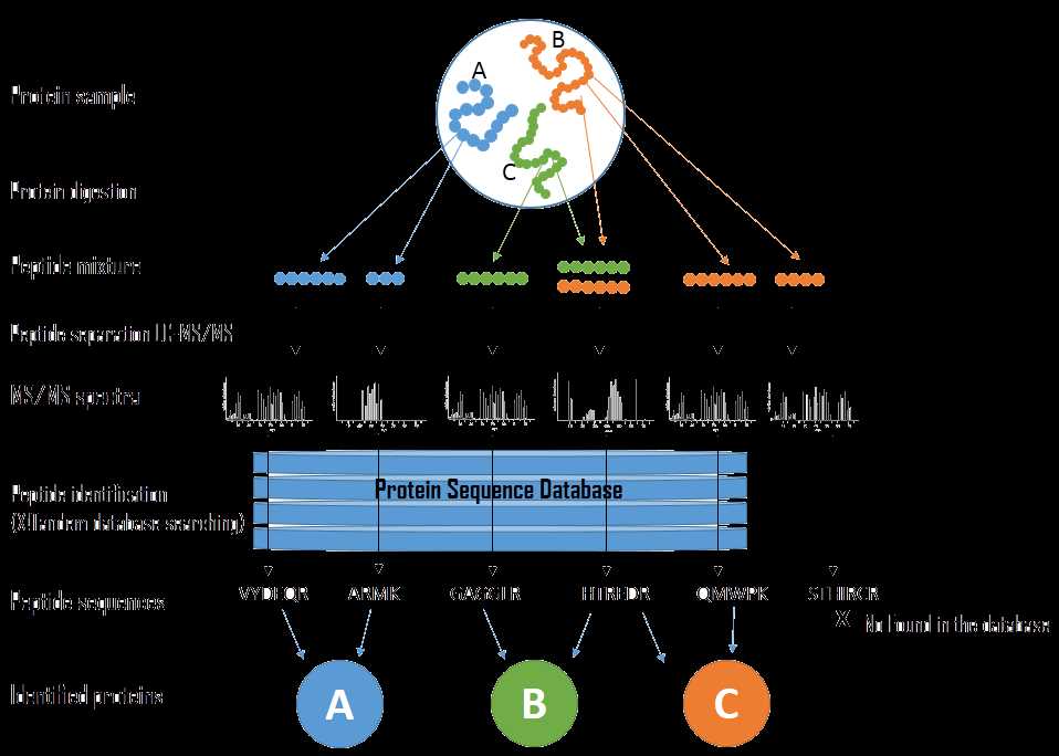 schematic diagram of tandem mass spectrometry schematic diagram of tandem mass spectrometry