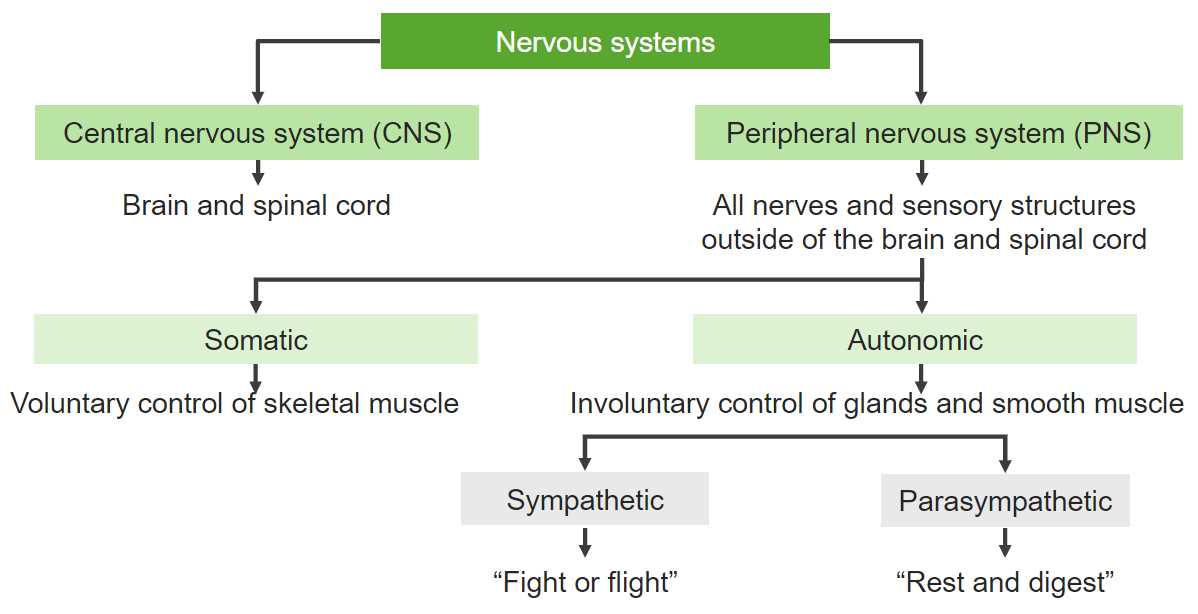 schematic diagram of the basic nervous system