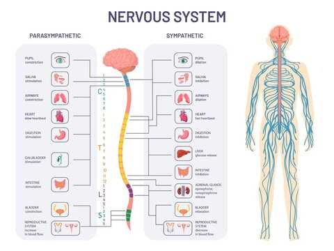 schematic diagram of the basic nervous system
