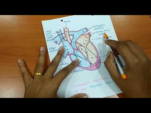schematic diagram of the body