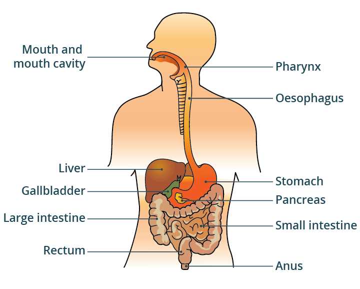 schematic diagram of the main organ of the gi tract