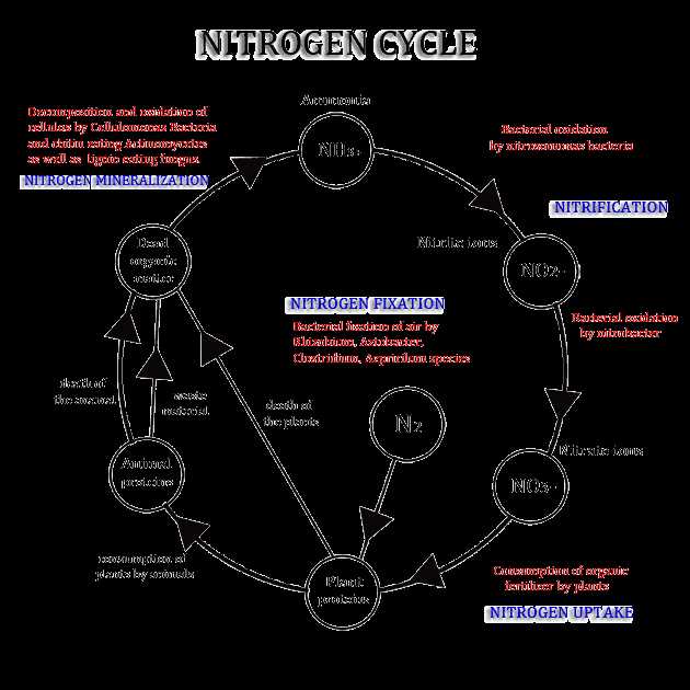 schematic diagram of the nitrogen cycle