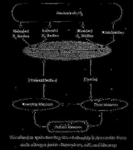 schematic diagram of the nitrogen cycle
