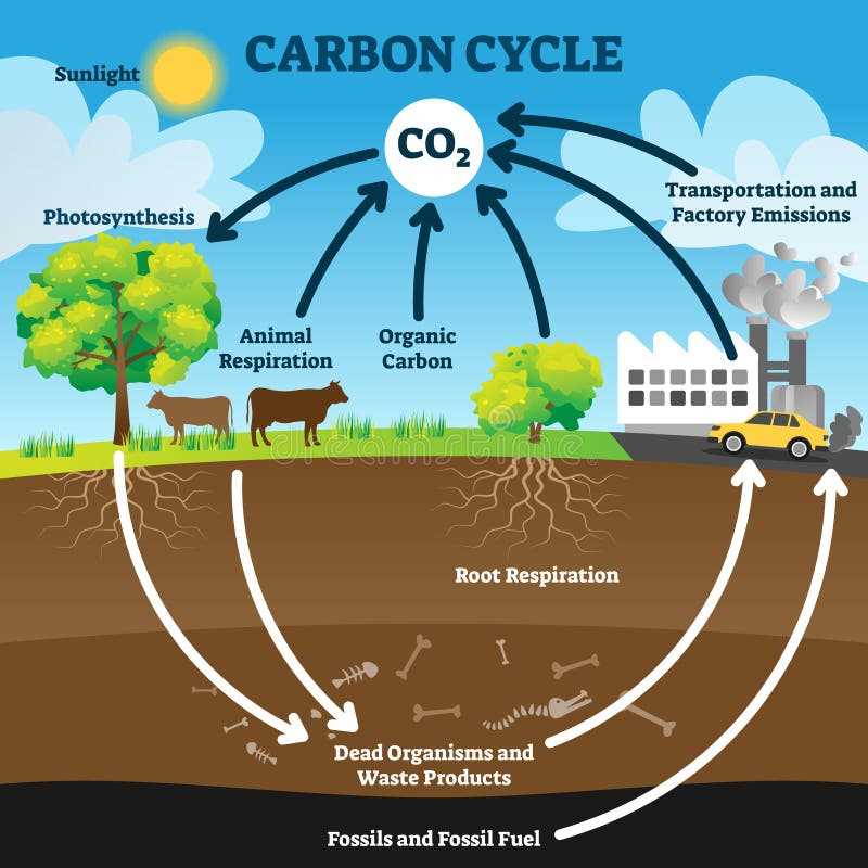 schematic diagram photosynthesis
