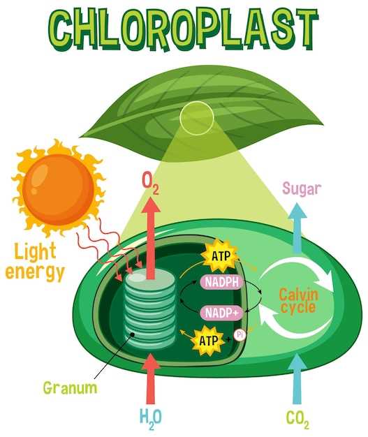 schematic diagram photosynthesis