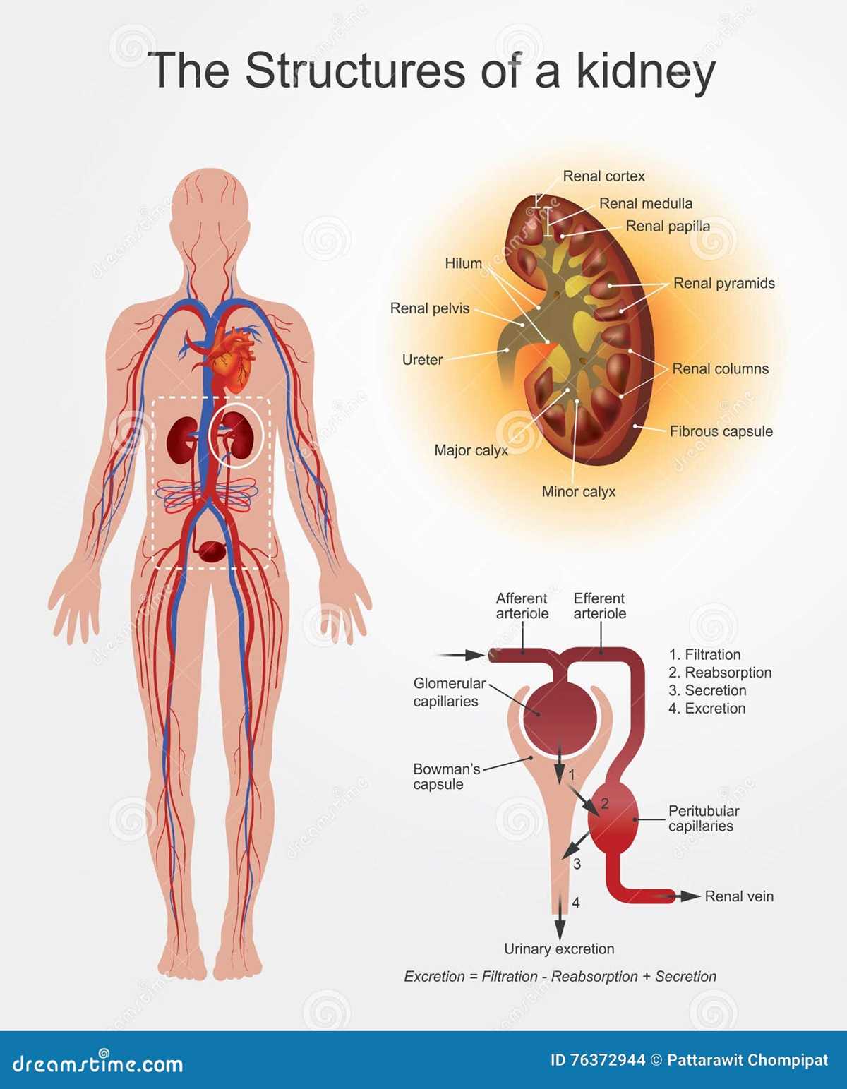 schematic diagram of blood pressure homeostasis in figure 29.8
