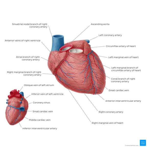 simple schematic diagram of heart