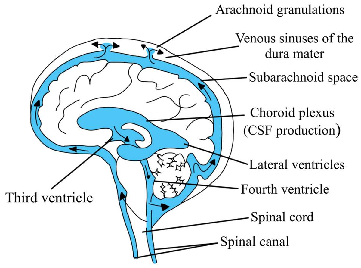 csf pathway schematic diagram