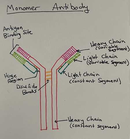 draw a schematic diagram of antibody structure