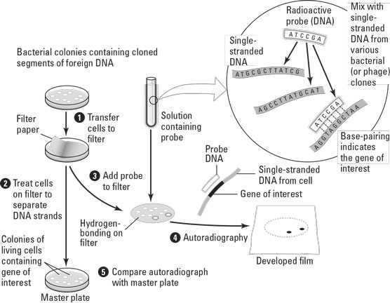 schematic diagram of recombinant dna technology