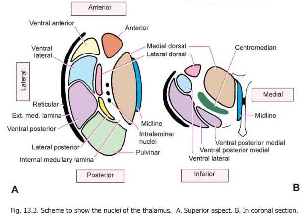 thalamus schematic diagram