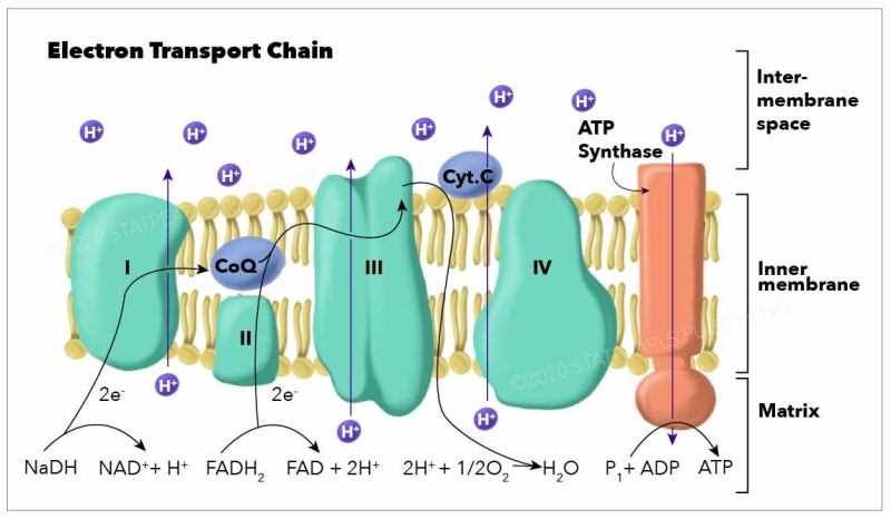 the diagram is a schematic representation of the electron transport