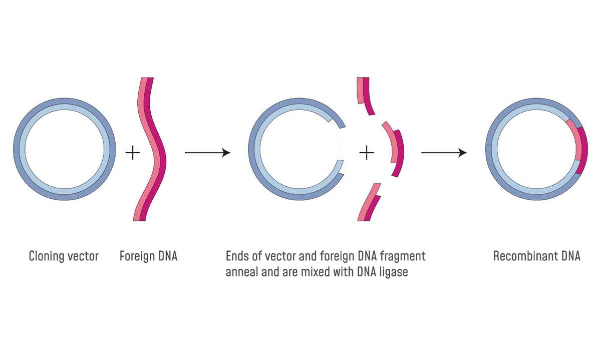 the following schematic diagram depicts an overview of gene cloning