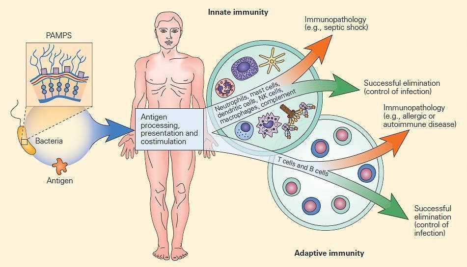 inflammation schematic diagram