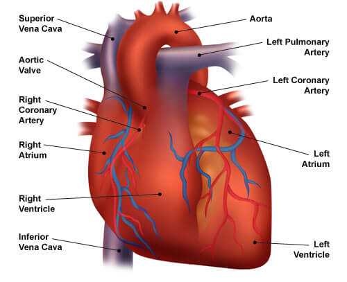 congestive heart failure schematic diagram congestive heart failure schematic diagram