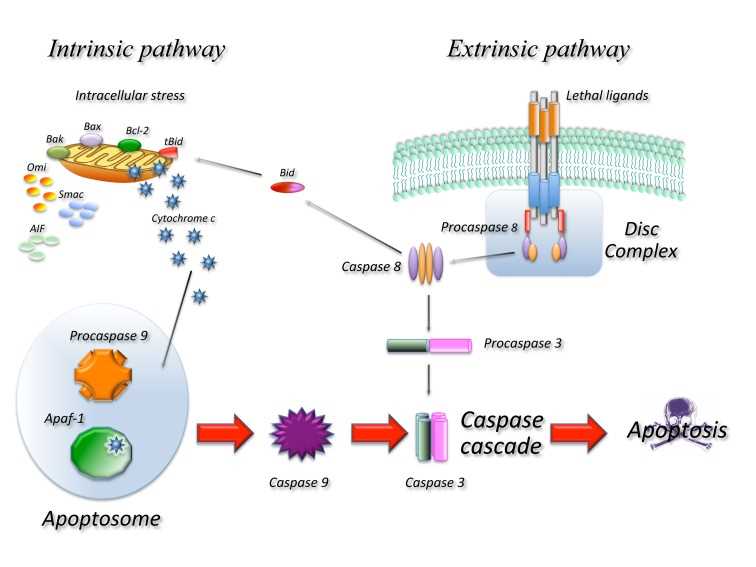 apoptosis schematic diagram apoptosis schematic diagram