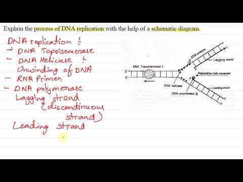 schematic diagram of dna replication