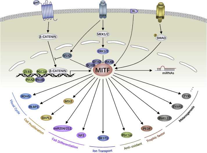 schematic diagram of cntf signaling in human rpe