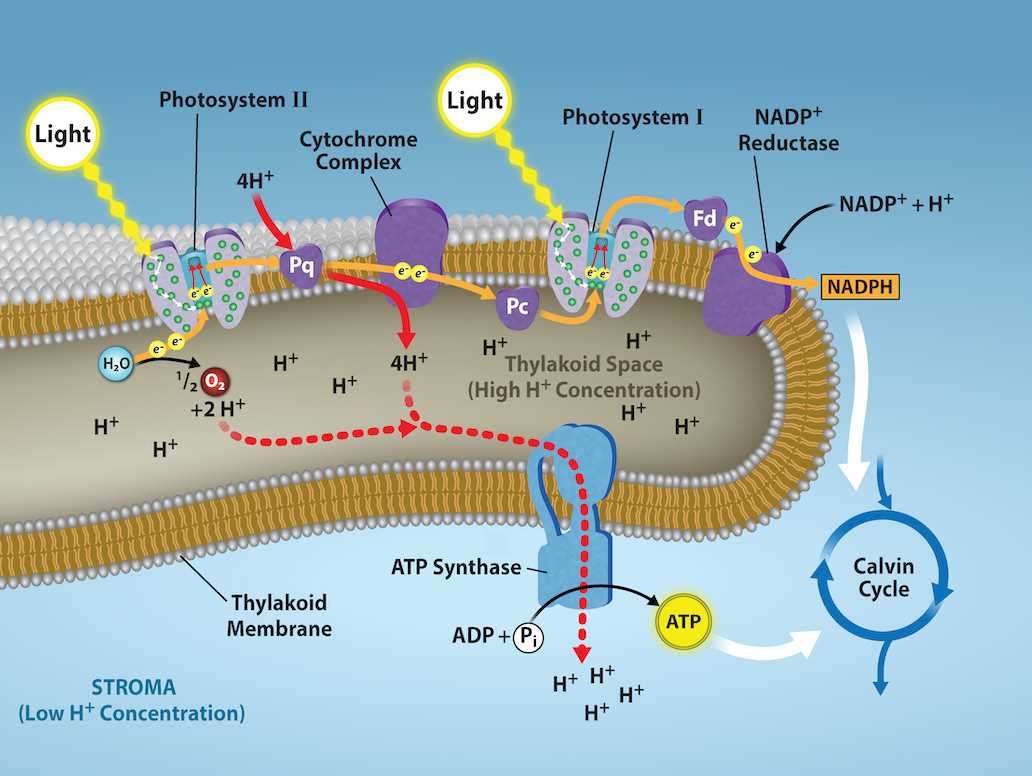 schematic diagram of light and dark reaction of photosynthesis