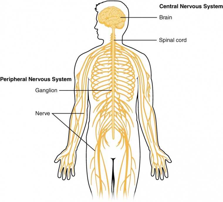 schematic diagram of the basic nervous system