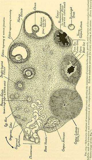 schematic diagram of mammals ovary