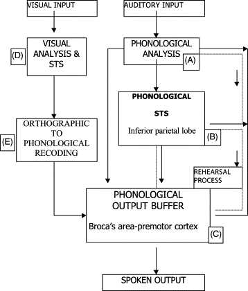 working memory schematic diagram by baddeley and logie