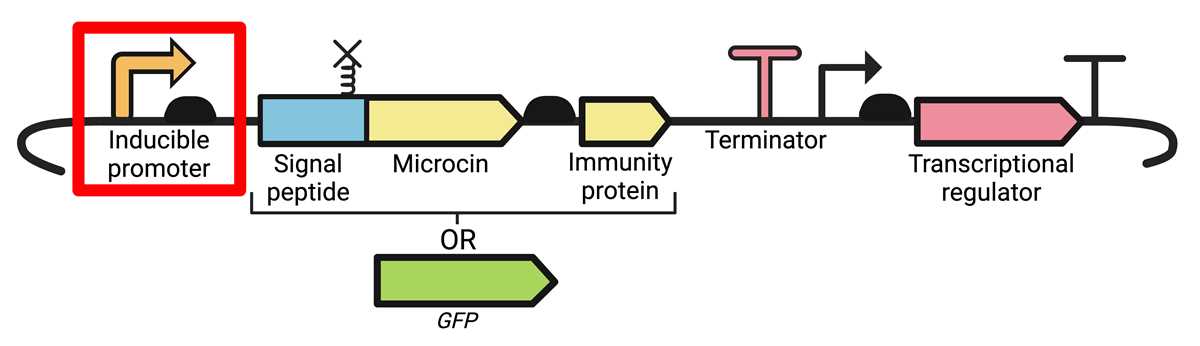 schematic diagram figure of rgfp schematic diagram figure of rgfp