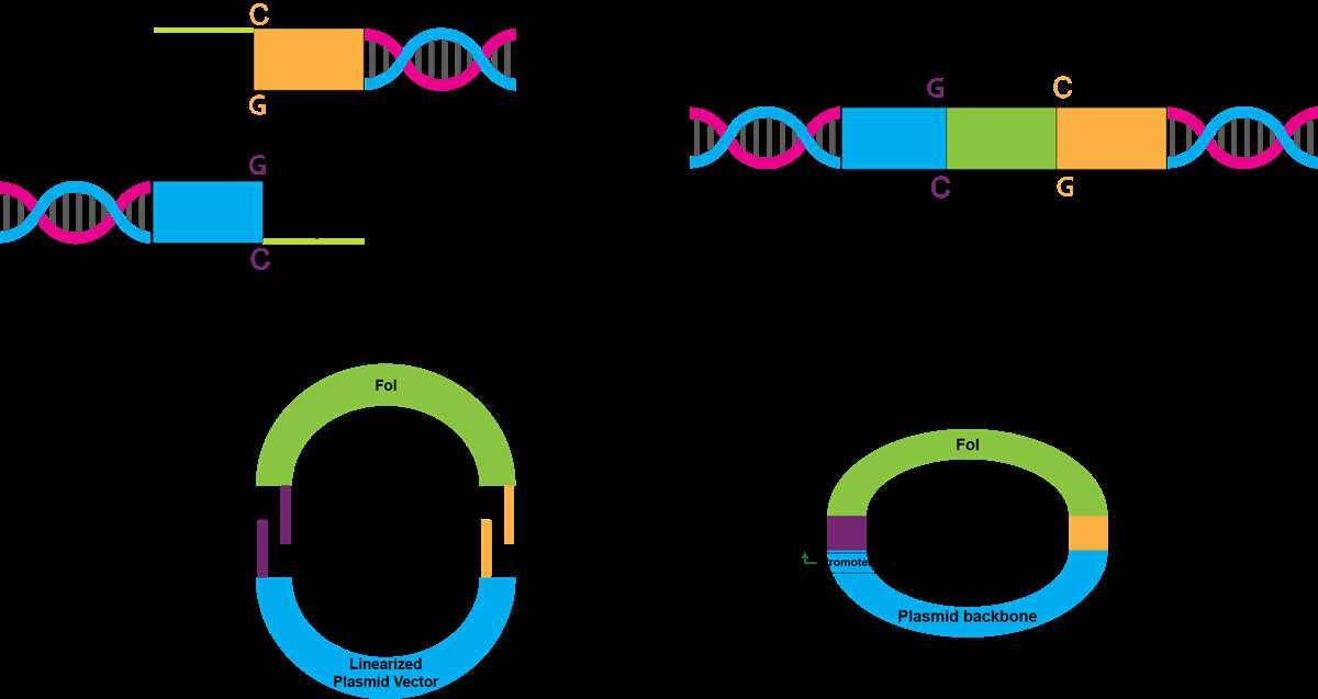 the following schematic diagram depicts an overview of gene cloning