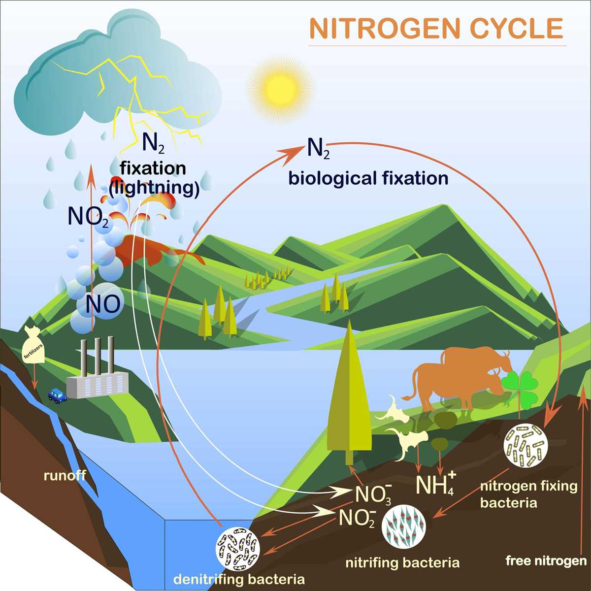 explain nitrogen cycle with a schematic diagram