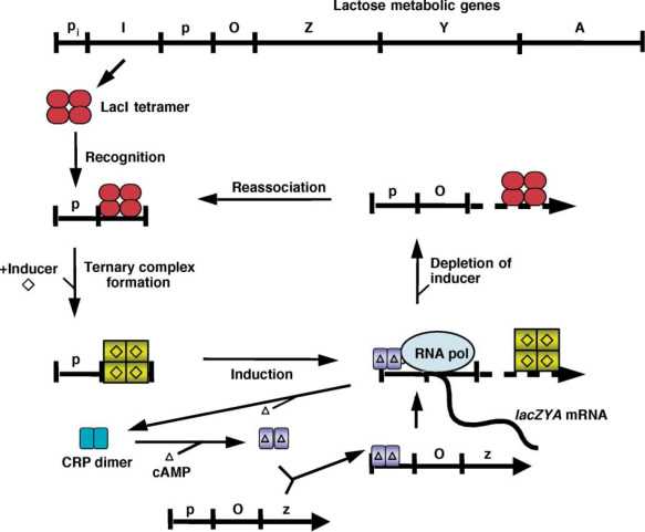schematic diagram of lac operon