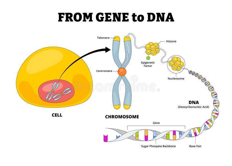 simple schematic diagram of a dna molecule