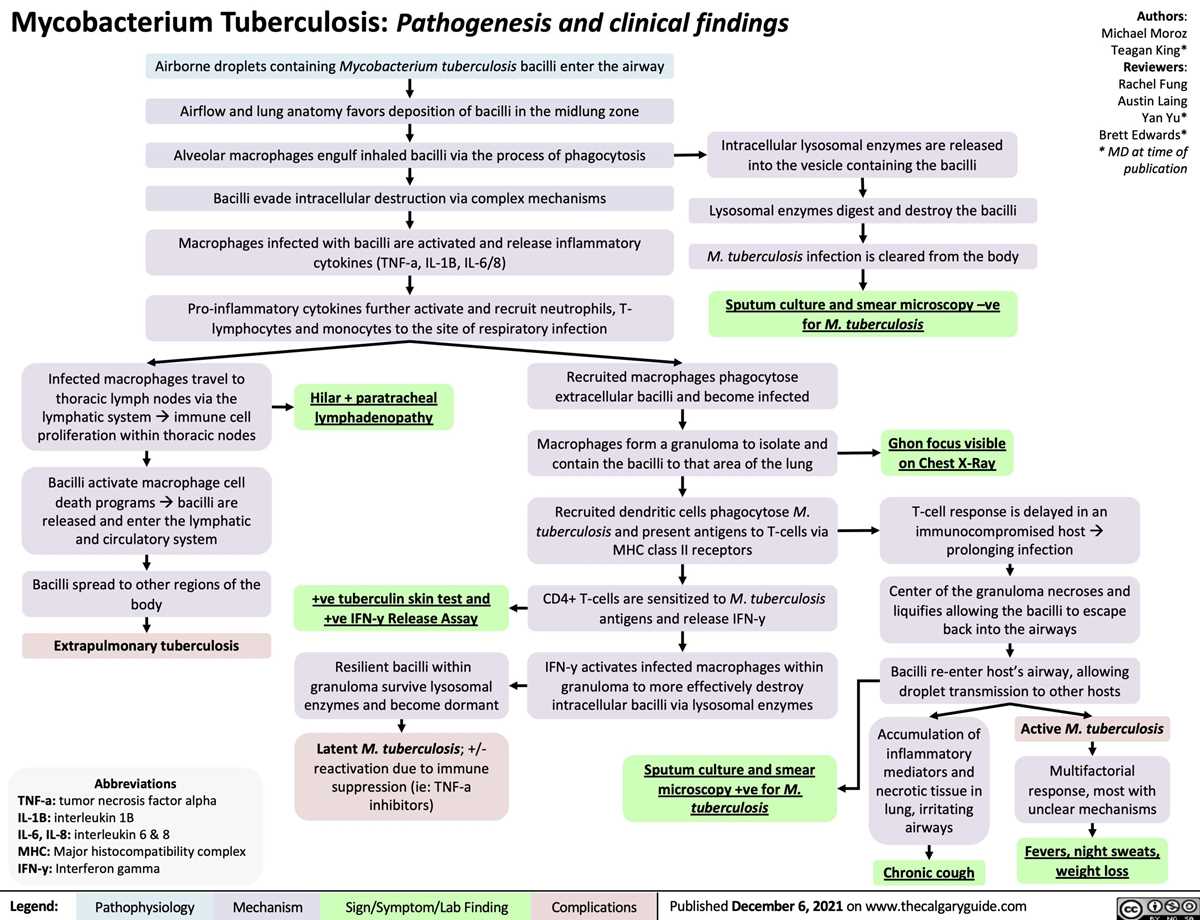 pulmonary tuberculosis pathophysiology schematic diagram