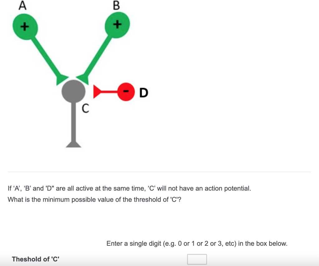 neural circuit diagram