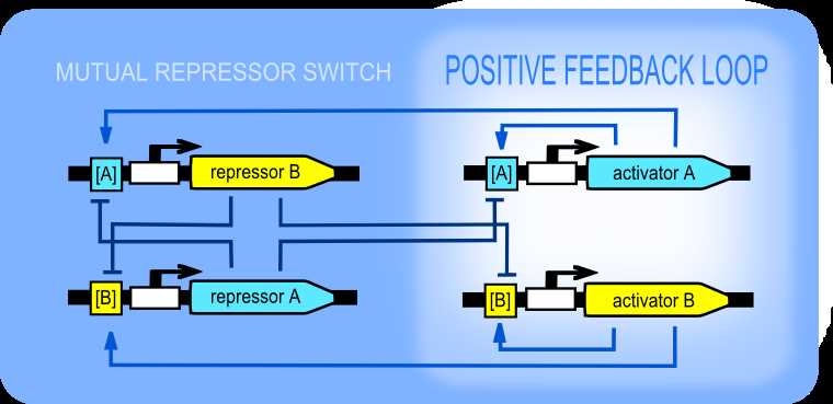 positive feedback loops schematic diagram