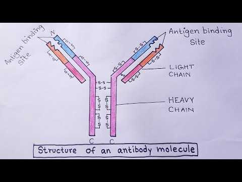 draw a schematic diagram of antibody structure