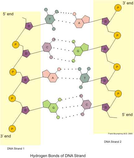 simple schematic diagram of a dna molecule